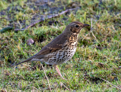 Song Thrush on a grassy meadow