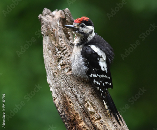 Great spotted Woodpecker on a tree trunk