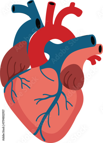Simplified Flat Design Human Anatomical Heart Vector Illustration with Color-Coded Vessels, Ideal Graphic for Medical Education, Biology Diagrams, and Health App Interfaces.