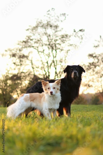 Black and white dog are at park