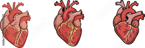 Set of Three Highly Detailed Human Anatomical Heart Vector Illustrations with Emphasis on Coronary Veins and Arteries, Essential Graphics for Medical Research and Educational Diagrams.