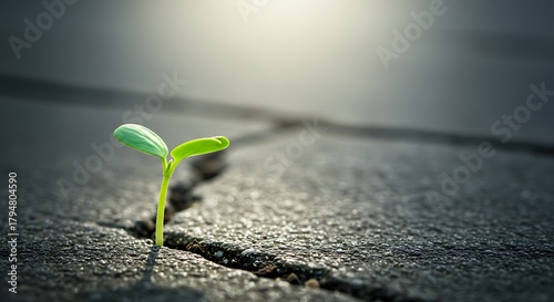 Green sprout emerging from concrete crack