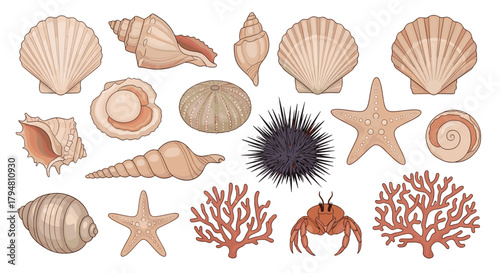 A collection of various seashells and marine life found on the beach.