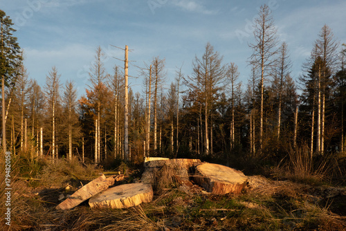 Clearcut in a forest, in the foreground a tree stump and remaining slices of wood