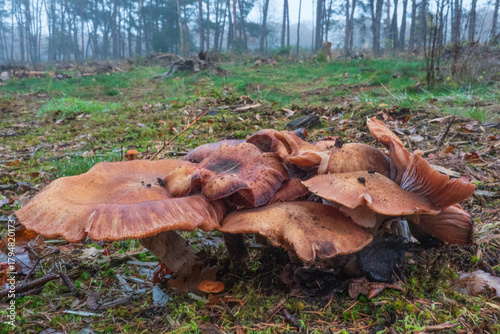 Group of Honey mushrooms,  Armillaria ostoyae