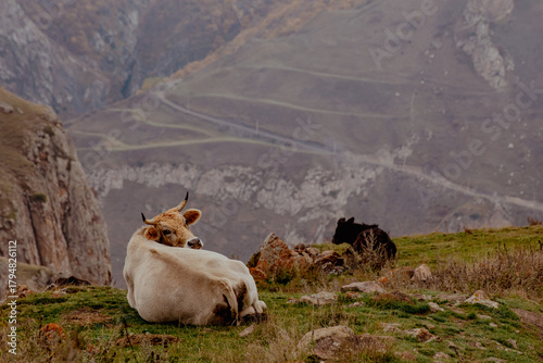 A brown cow rests on green grass near rocky cliffs in Kabardino-Balkaria. A winding path leads through the mountainous terrain, showcasing the natural landscape.