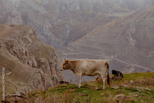 A brown cow rests on green grass near rocky cliffs in Kabardino-Balkaria. A winding path leads through the mountainous terrain, showcasing the natural landscape.