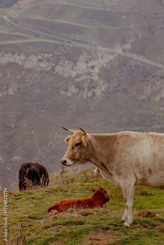 A brown cow rests on green grass near rocky cliffs in Kabardino-Balkaria. A winding path leads through the mountainous terrain, showcasing the natural landscape.