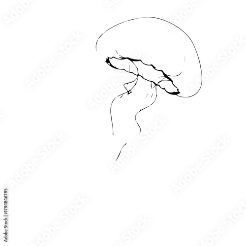 Elegant minimalist black and white line art drawing capturing the graceful movement of a jellyfish in its serene underwater environment, showcasing marine biology beauty