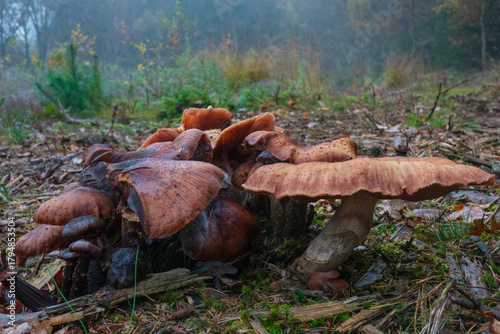 Group of Honey mushrooms,  Armillaria ostoyae