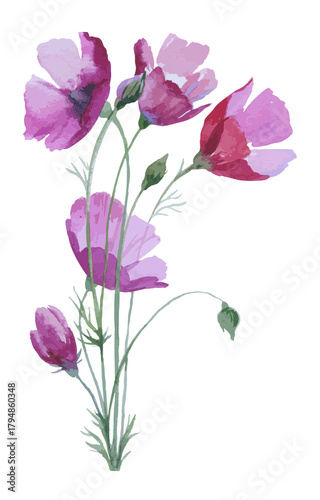 Delicate watercolor painting of pink cosmos flowers on a white background