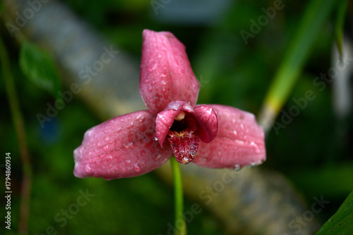 リカステ・チタサンセット　蘭の花