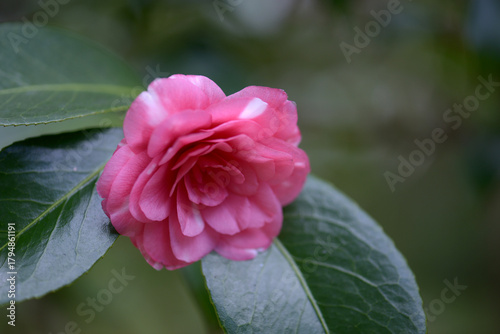 菊冬至　ツバキ