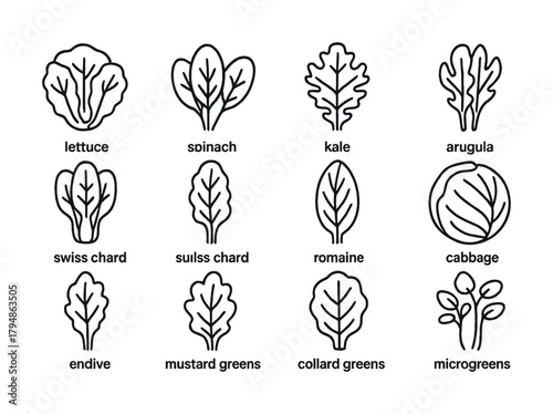 Leafy green vegetables illustration: lettuce, spinach, kale, arugula, swiss chard, romaine