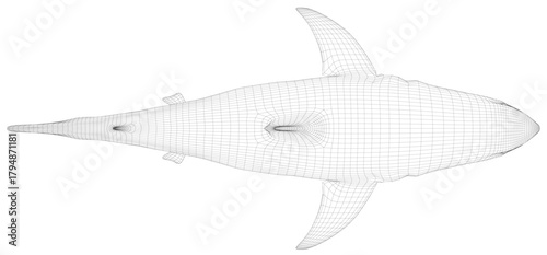 Great white shark wireframe 3D model on a white background. This realistic digital illustration features detailed anatomy and clean lines. Top view