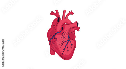 A detailed anatomical illustration of the human heart with visible arteries and veins.