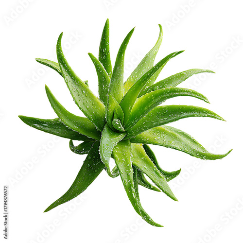 Vibrant aloe vera cluster spreads healing natural leaves