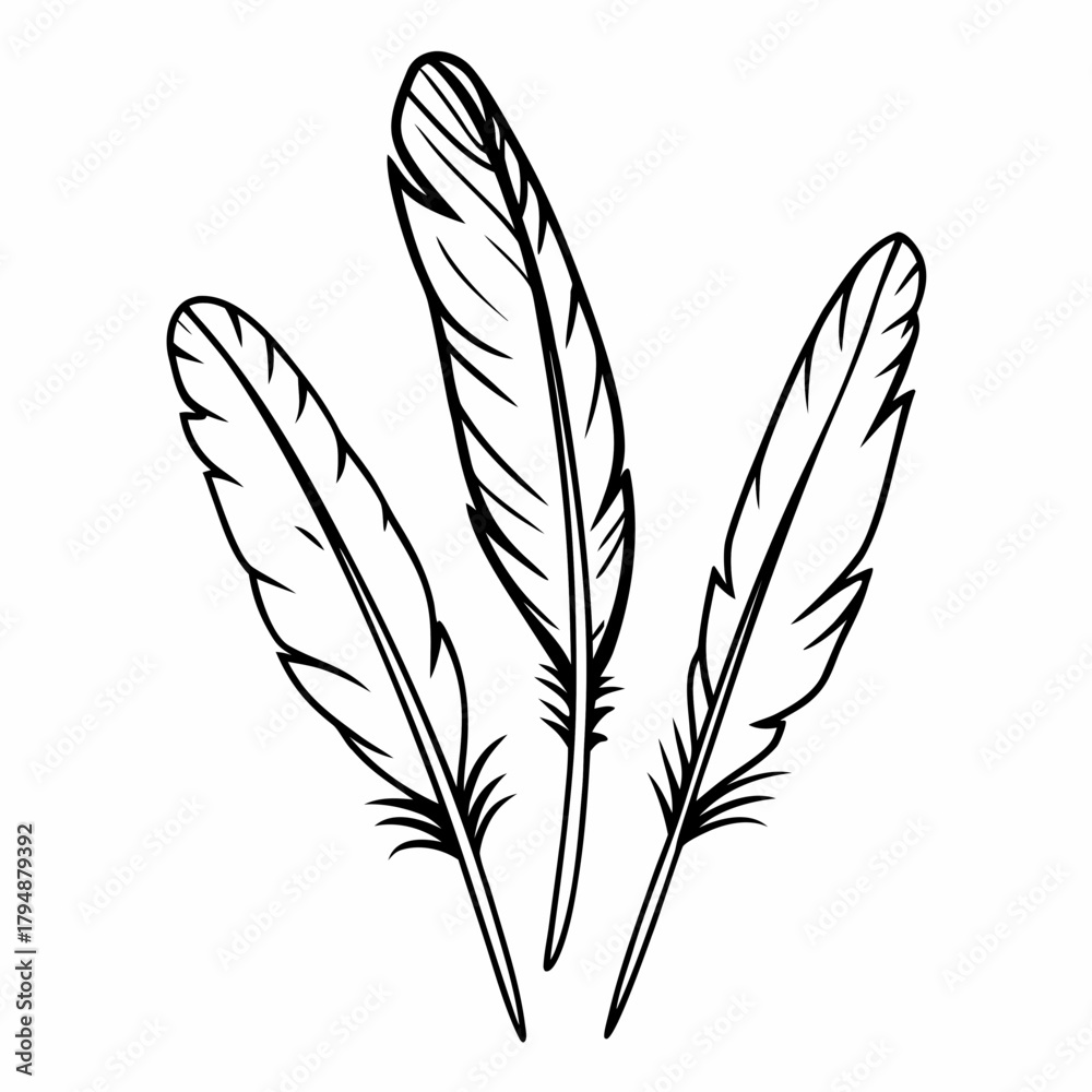 Obraz premium Three delicate black and white line art feathers on a white background quill writing