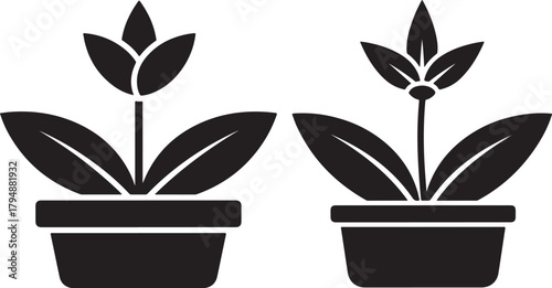 Two potted tulip plants silhouette