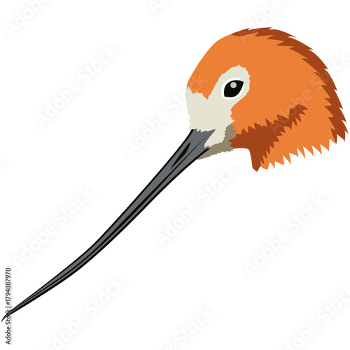 avocet beak and head vector.