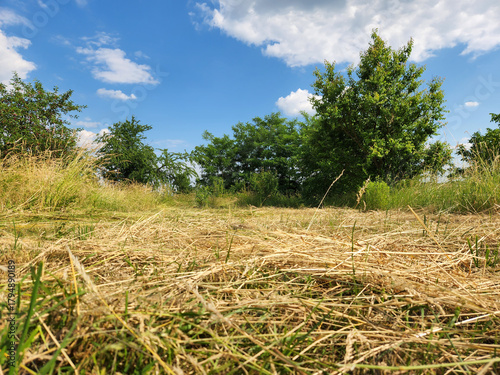 Summer meadow with mown grass. Rural landscape