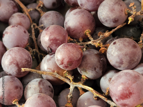 Red grape harvest. Ripe red grapes. Autumn harvest