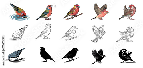 finch bird illustration set with various poses like flying and singing, vector collection 