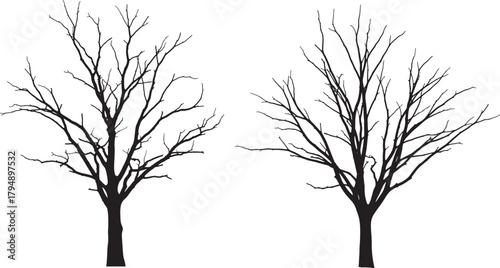 Two bare deciduous trees in silhouette isolated on transparent background