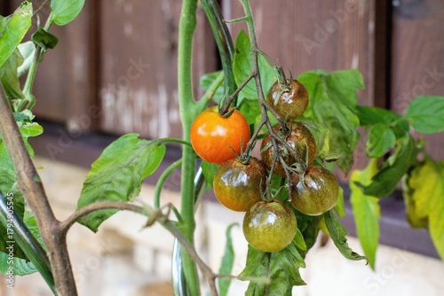 Canvas Print Diseased tomato plant affected with potato late blight fungus - Phytophthora inf