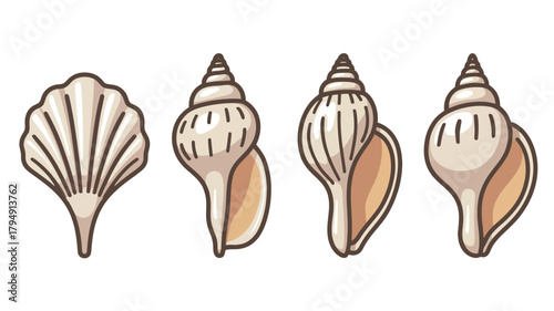 Collection of four illustrated seashells with detailed textures and natural colors