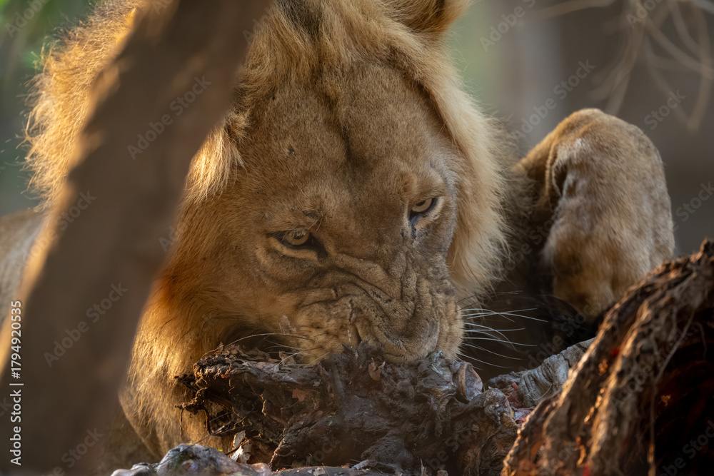 Naklejka premium Close-up of male lion chewing on zebra