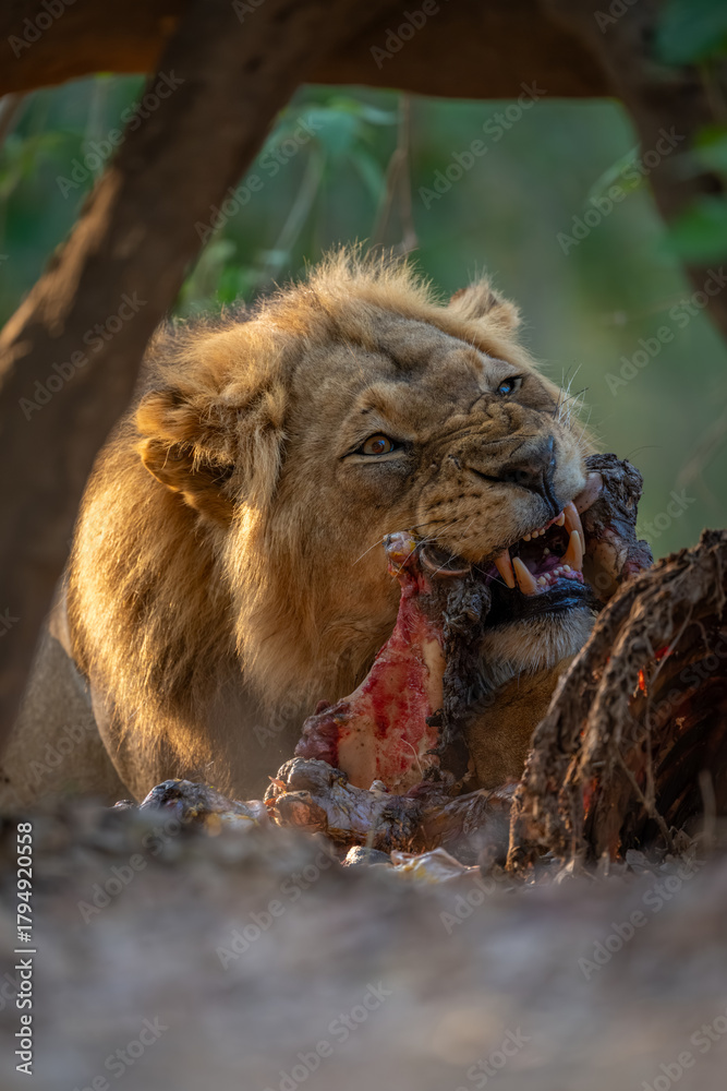 Naklejka premium Close-up of male lion lying chewing zebra