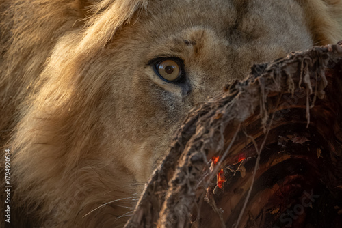 Papier peint Close-up of male lion hiding behind carcase
