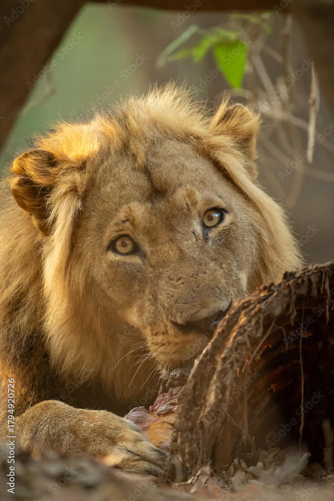 Naklejka premium Close-up of male lion lying gnawing zebra