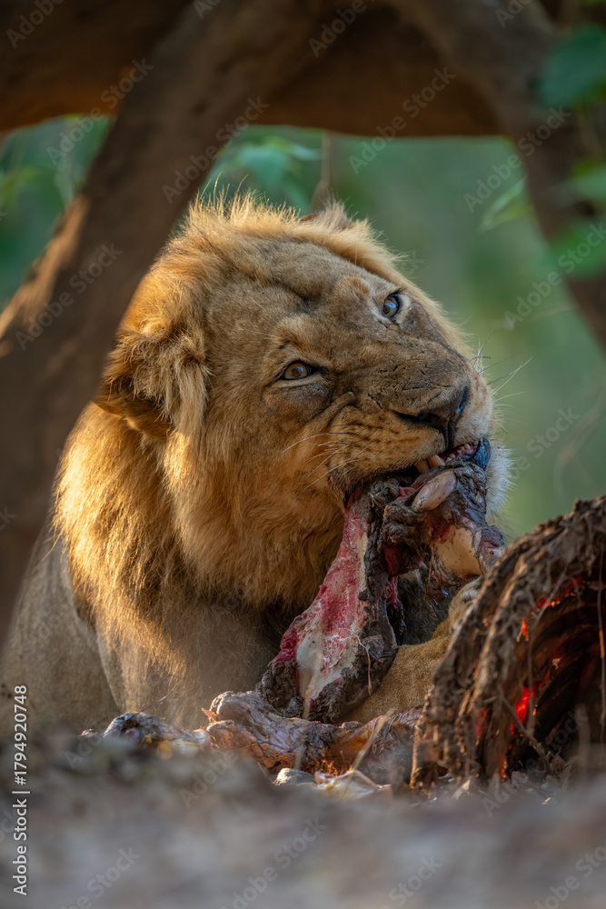 Fototapeta premium Close-up of male lion lying with zebra