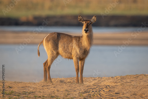 Photography Female common waterbuck with catchlight stands staring