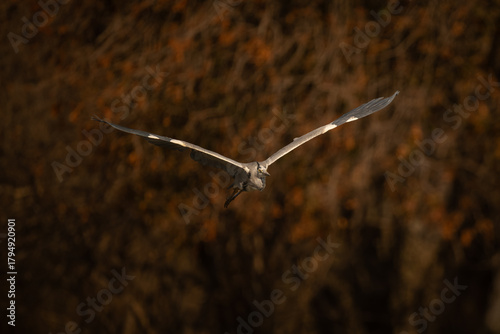 Photos Grey heron flies from forest towards camera