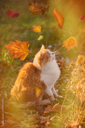 portrait of a beautiful striped cat sitting in the autumn Sunny garden and looks at the falling Golden leaves