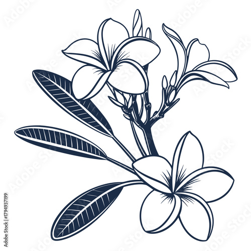 Dark Blue Frangipani Botanical Line Drawing