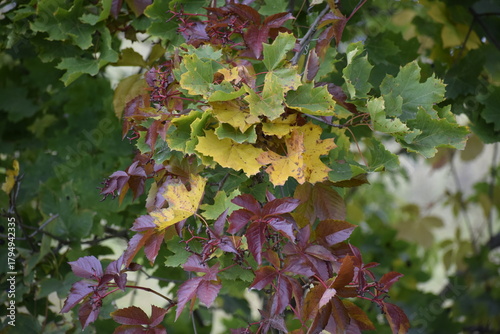 Принти на полотні Autumn grapevine vine with colorful palmate leaves