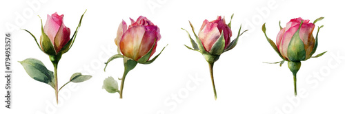 Delicate watercolor pink rose buds on green stems. Hand drawn rose buds. Perfect set for wedding invitations, cards, packaging design. Botanical watercolor vector illustration.