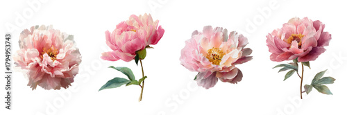 Watercolor peony flowers. Peonies in soft pink and cream shades. Vintage flowers suitable for creating invitations, wedding cards, floral patterns. Watercolor vector botanical illustration.