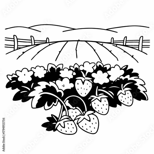 Black and white illustration of a strawberry patch with rolling hills and a fence in the background Keywords: strawberry, patch, field, farm, garden, fruit, berries, agriculture, harvest, nature