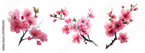 Watercolor pink sakura flowers. Branch of sakura tree with rich pink flowers. First spring flowers. Floral spring elements for cards, banners, etc. Vector illustration.