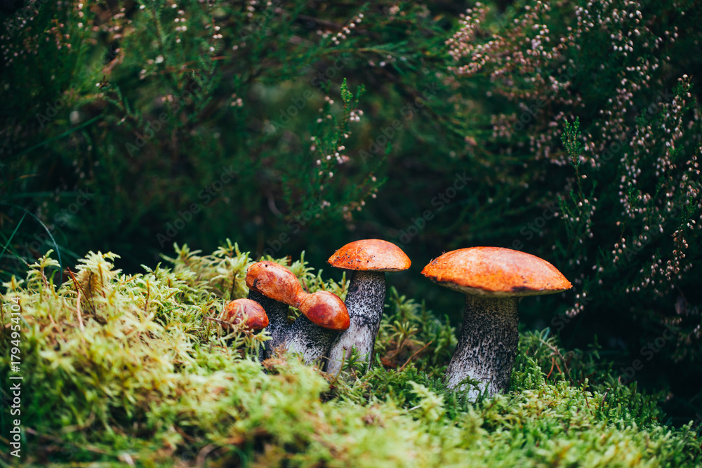Fototapeta premium Cluster of orange mushrooms emerging from dense green moss in forest setting