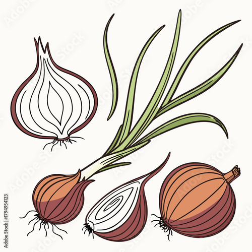 Collection of onions and sliced onions with green sprouts on a light background Keywords: onions, vegetables, food, illustration, drawing, cooking, ingredients, fresh, raw, organic, healthy eating