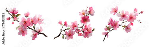 Watercolor set of sakura branches. Branch of sakura tree with pink flowers and buds. Japanese traditional spring flowers. Pink sakura flowers. Hand drawn illustration.