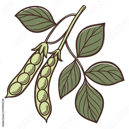 Soybean Pods and Leaves on a Stem Illustration Keywords: soybean, soy, beans, pods, leaves, stem, plant, agriculture, farming, food, crop, legume, green, organic, natural, illustration, botanical
