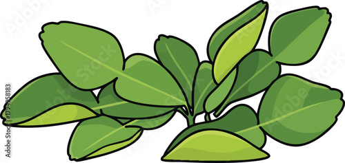 Vector Illustration Of Fresh Green Kaffir Lime Leaves Isolated On White Background