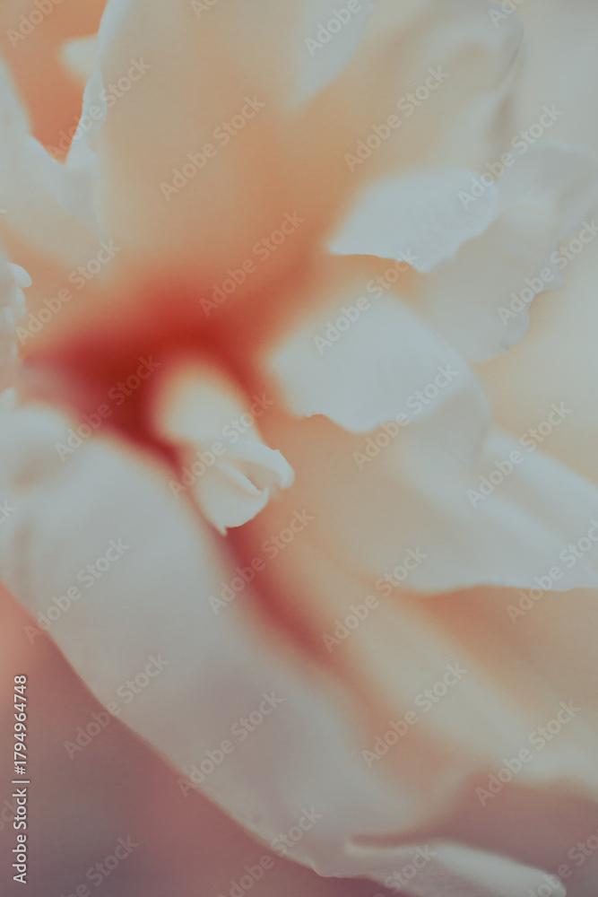 Fototapeta premium Macro shot of a blooming peony flower with softly folded white petals